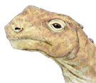 Abrosaurus