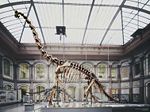 Giraffatitan