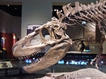 Daspletosaurus