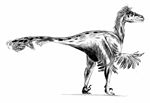 Dromaeosaurus