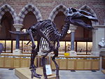 Edmontosaurus