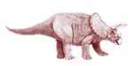 Triceratops