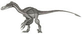 vlociraptor