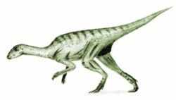  Agilisaurus louderbacki