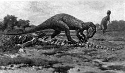  Allosaurus sp.