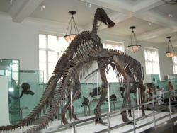 Reconstitution erronée d'Anatotitan