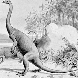  Anchisaurus