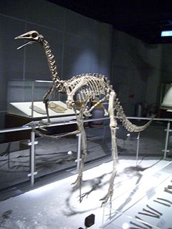 Squelette au Musée des sciences de Hong-Kong