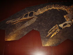 Baryonyx walkeri