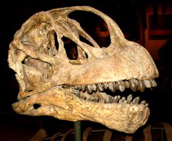  Camarasaurus lentus, Smithsonian museum of Natural History, Washington DÀ