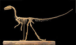 Reconstitution d'un squelettede Compsognathus longipes