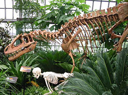  Reconstitution du squelette du Deltadromeus, Chicago