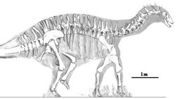  Squelette de Dicraeosauridae