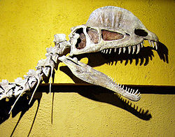  Crane de Dilophosaurus, Museo Tyrrell.