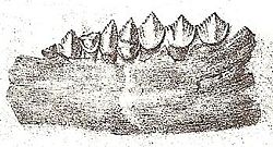  Dents et fragment de mâchoire d'un Echinodon