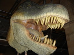  Tyrannosaure (Tyrannosaurus rex)