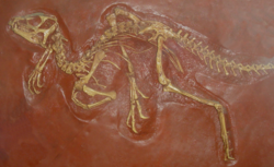  Fossile