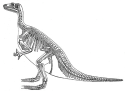  Iguanodon