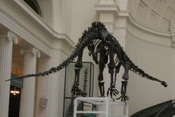 Mamenchisaurus au Field museum