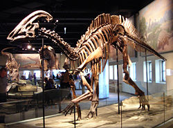  Parasaurolophus cyrtocristatus