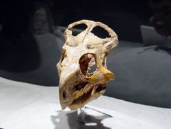  Protoceratops