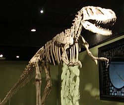  Sinraptor hepingensis