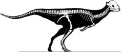  Stegoceras