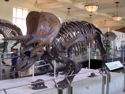  Triceratops