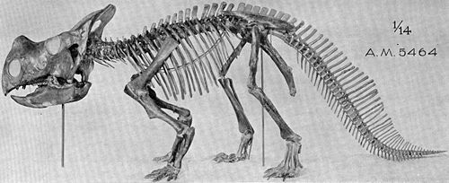 Montanoceratops skeleton.jpg